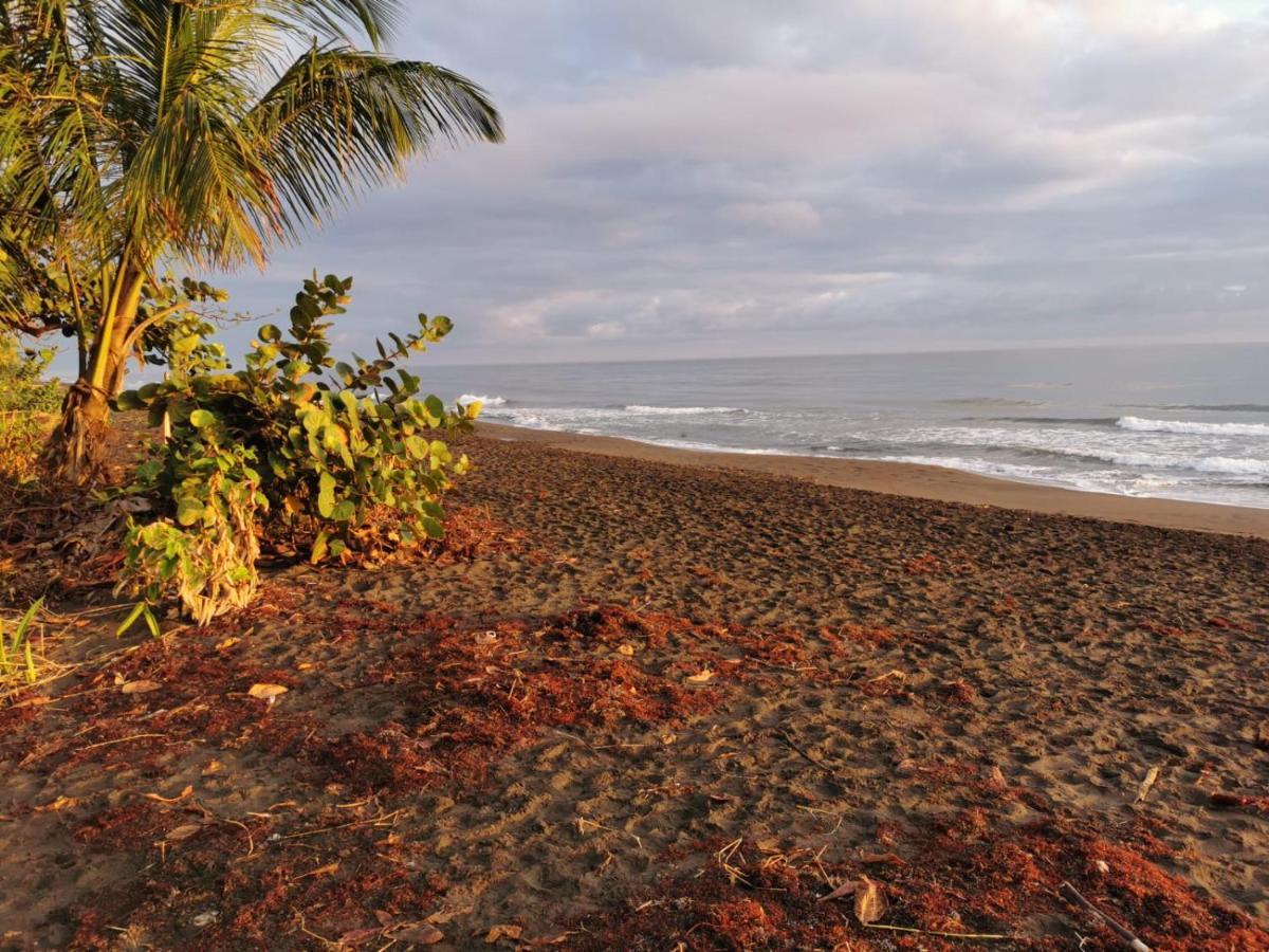 Bed and Breakfast Casa Caribe Tortuguero Zewnętrze zdjęcie