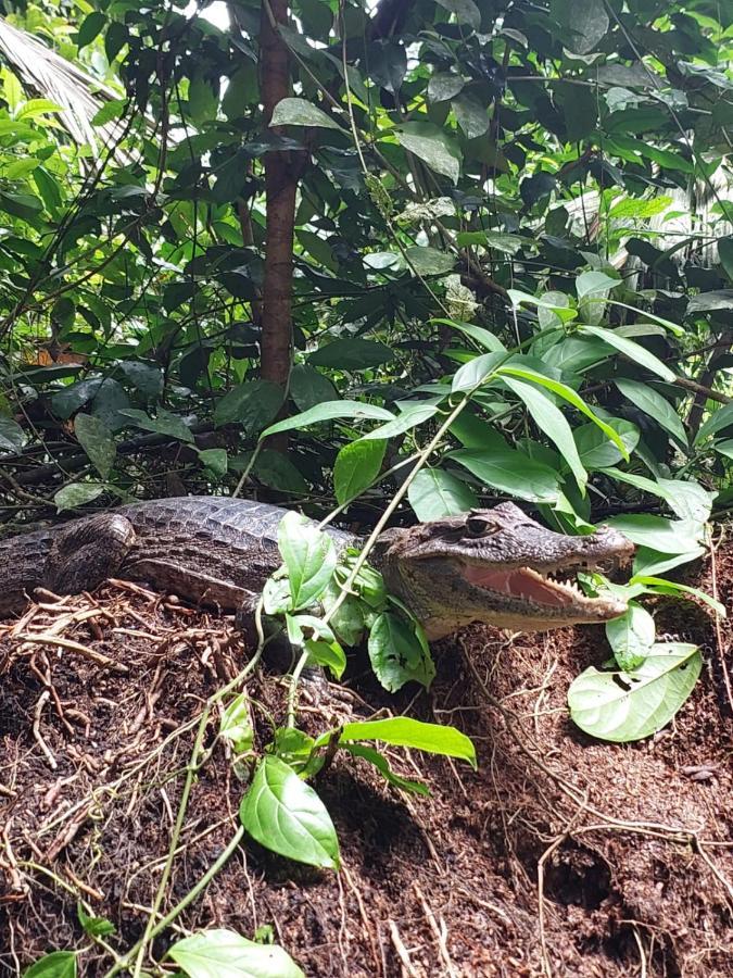 Bed and Breakfast Casa Caribe Tortuguero Zewnętrze zdjęcie