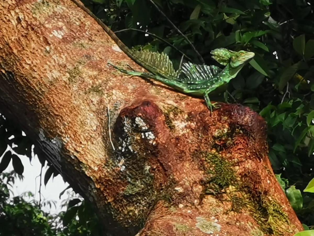 Bed and Breakfast Casa Caribe Tortuguero Zewnętrze zdjęcie