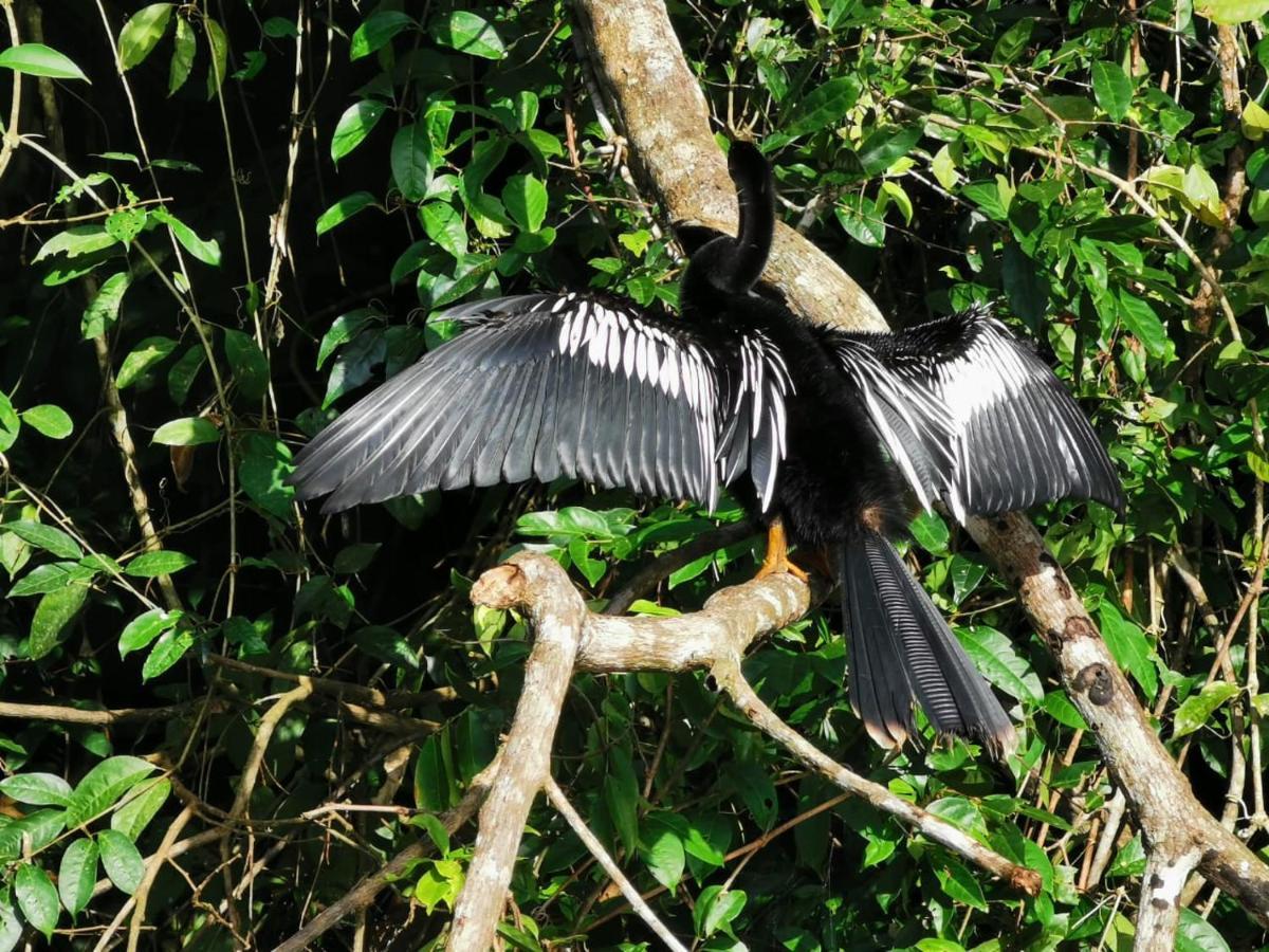 Bed and Breakfast Casa Caribe Tortuguero Zewnętrze zdjęcie