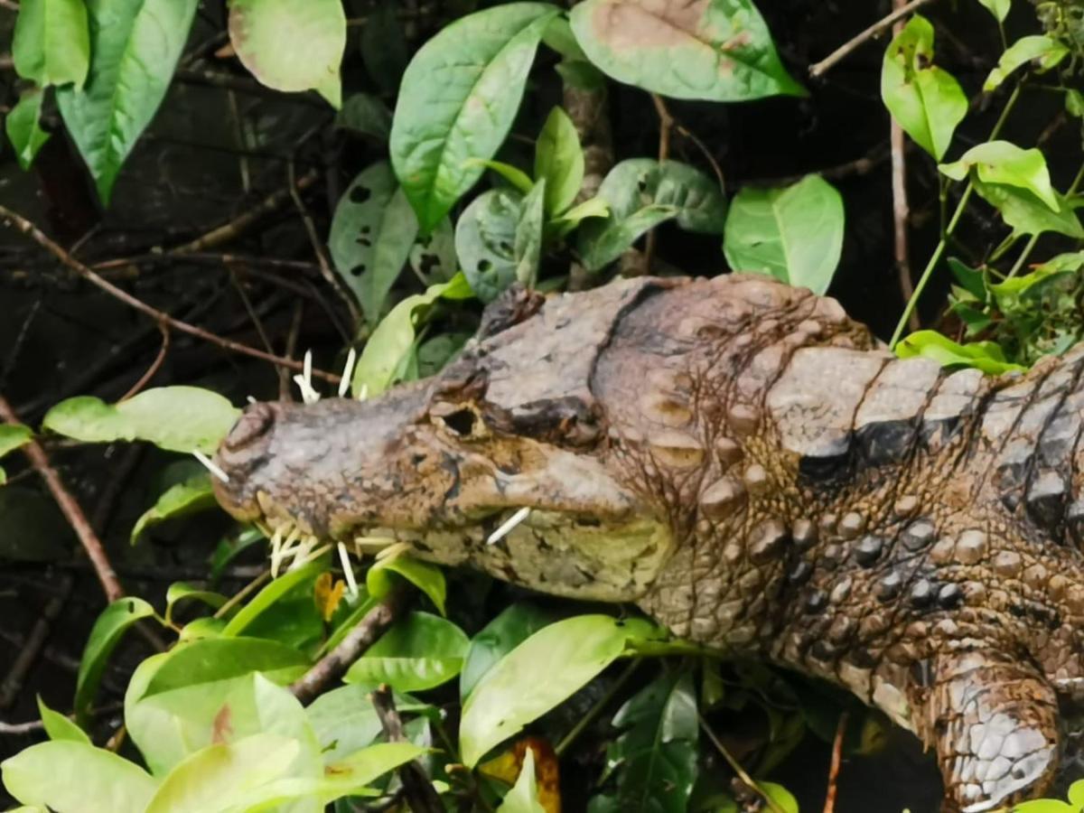 Bed and Breakfast Casa Caribe Tortuguero Zewnętrze zdjęcie