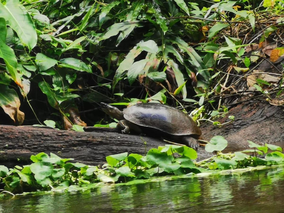 Bed and Breakfast Casa Caribe Tortuguero Zewnętrze zdjęcie