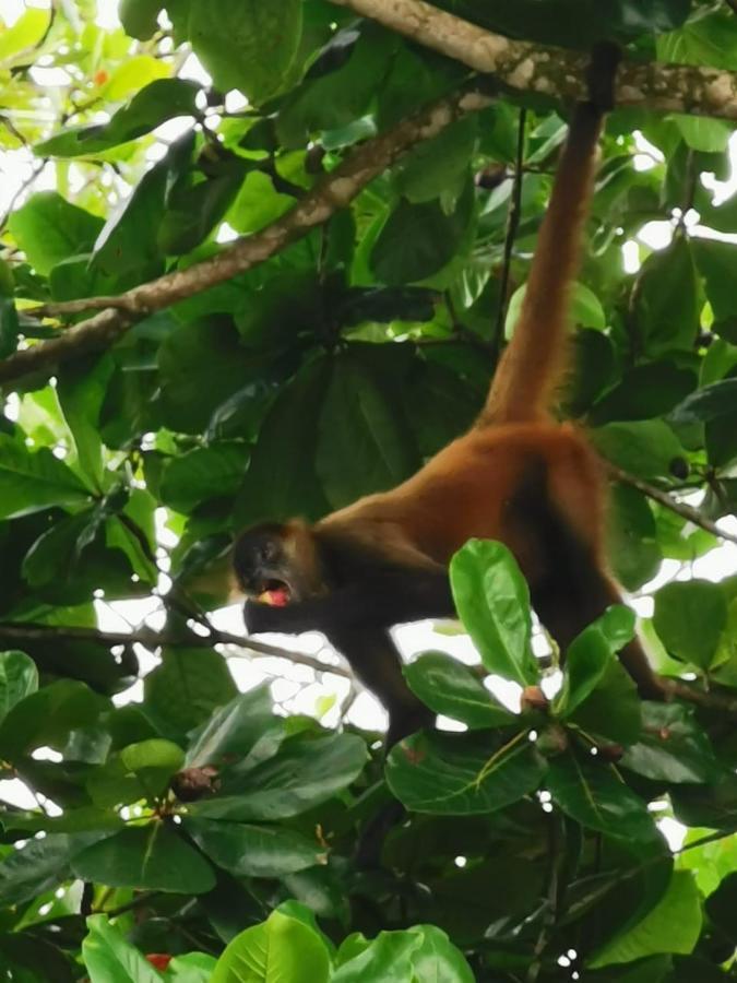 Bed and Breakfast Casa Caribe Tortuguero Zewnętrze zdjęcie