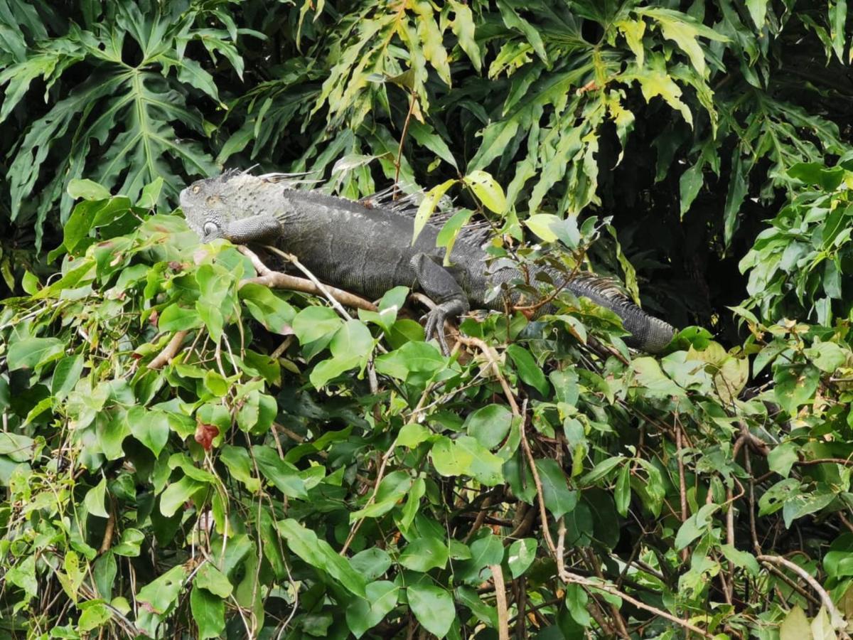 Bed and Breakfast Casa Caribe Tortuguero Zewnętrze zdjęcie