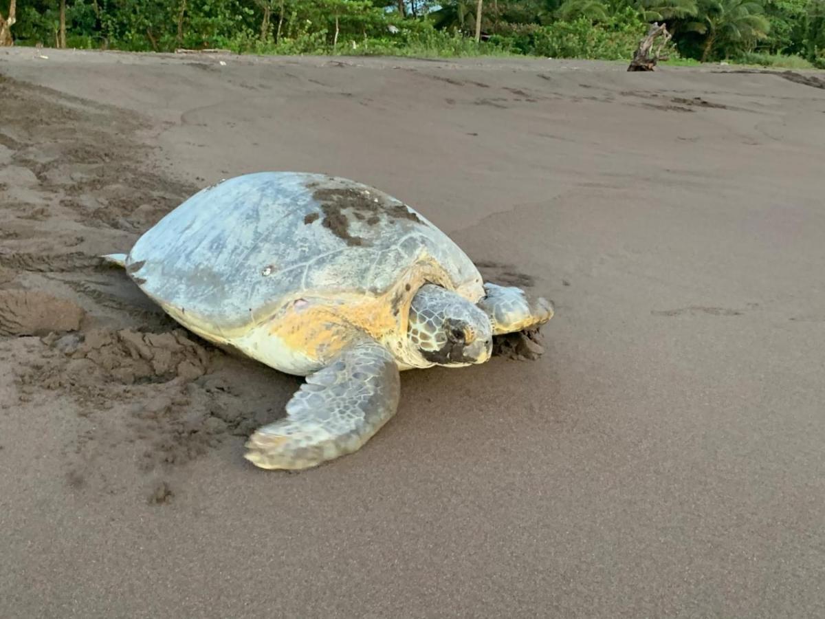 Bed and Breakfast Casa Caribe Tortuguero Zewnętrze zdjęcie